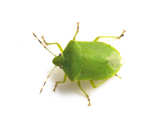 カメムシの画像