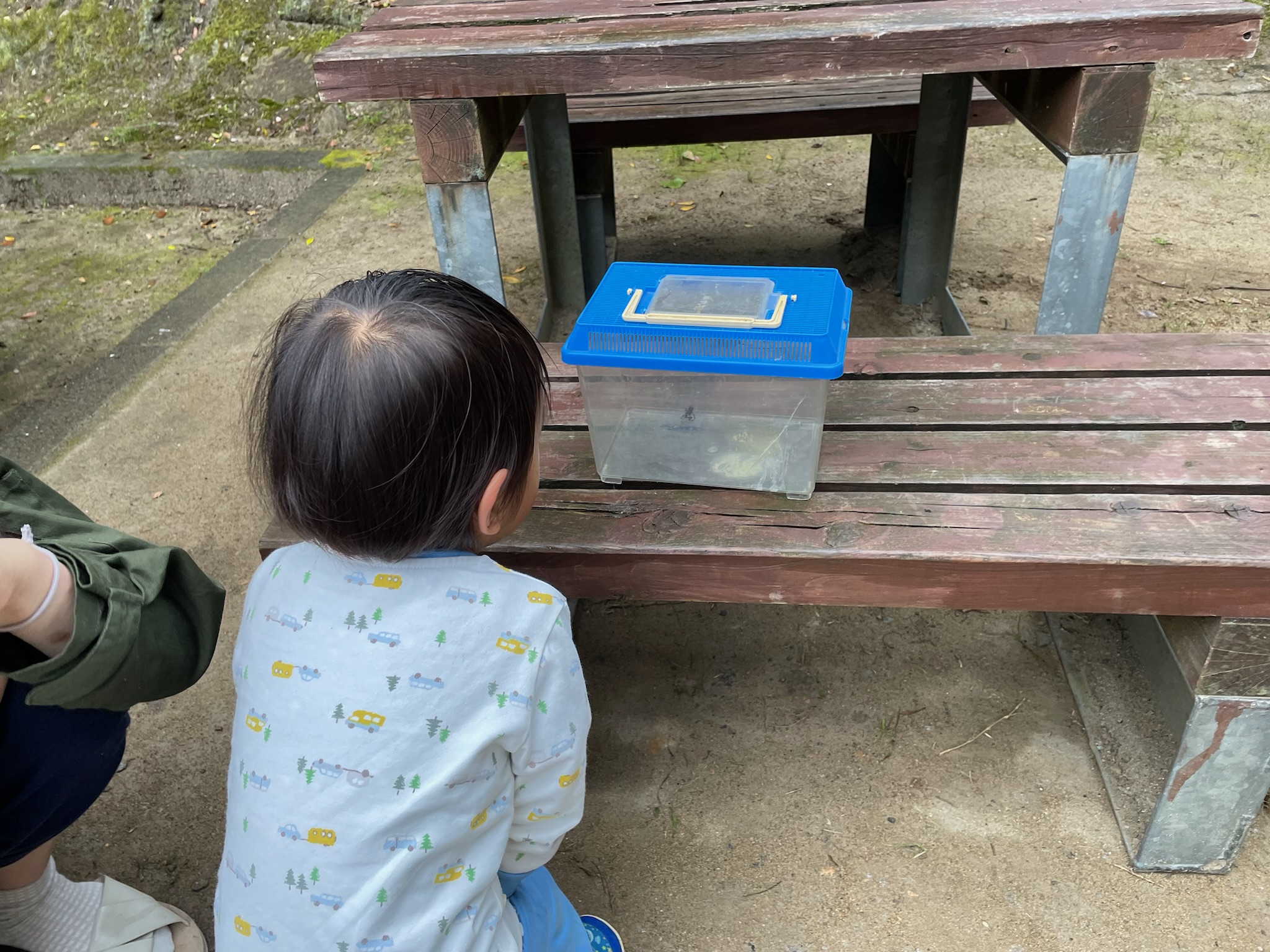 ながさき県民の森キャンプ場で見つけた小さなカエル