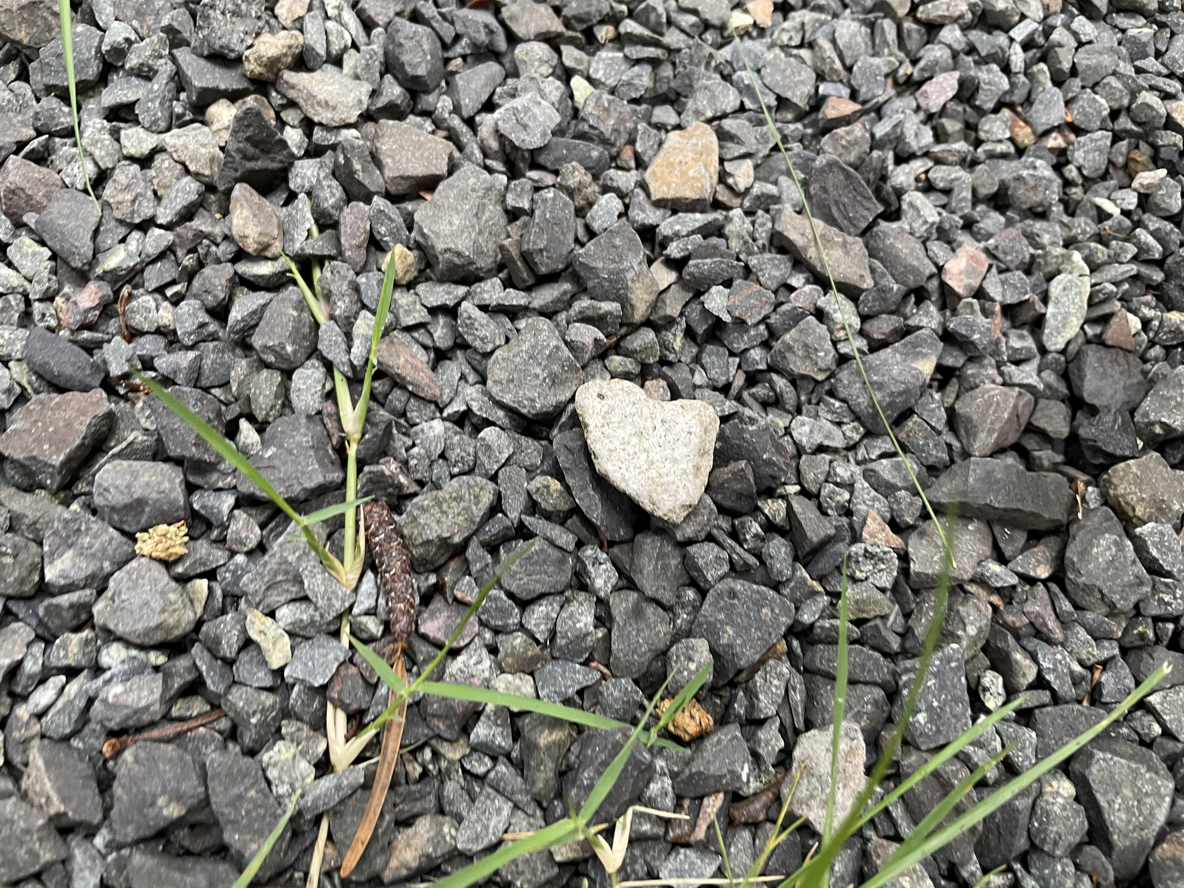 子どもがハートに見えるものとして見つけてきた石