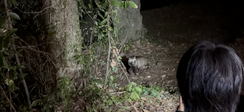 野岳湖キャンプ場で夜に見かけたタヌキ
