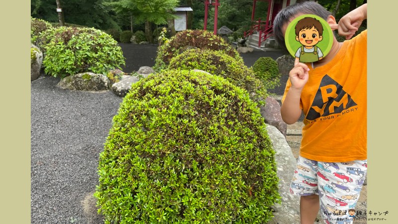 自然ビンゴで子どもがまるいものとして見つけた丸く剪定された木